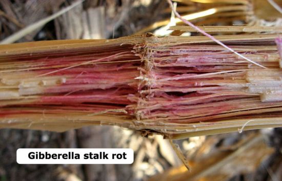 Gibberella stalk rot