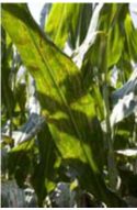 Gray leaf spot is one of the most common diseases in corn.