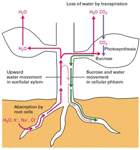 Movement of photoassimilate (sucrose) and water in plant vascular tissue.