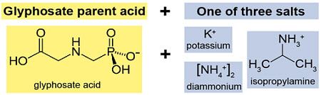 The glyphosate parent acid and potential salts; potassium, diammonium, and isopropylamine.