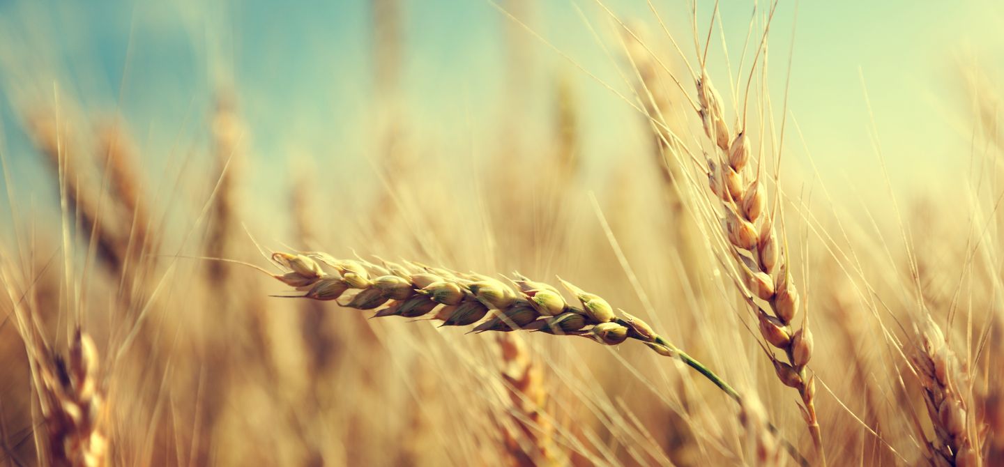 golden_wheat
