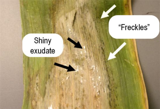 Distinguishing features of Goss's Wilt lesions