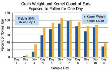Grain weight and kernel count of corn ears exposed to pollen for one day.