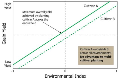 Grain yield of 2 cultivars in a hypothetical field in which both cultivars respond similarly to spatial variation in environmental conditions.