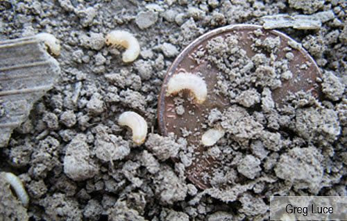 Photo showing grape colaspis larvae size compared to a penny.