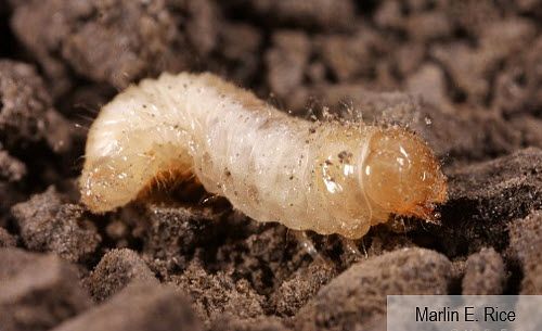 This is a closeup photo showing a grape colaspis larva.