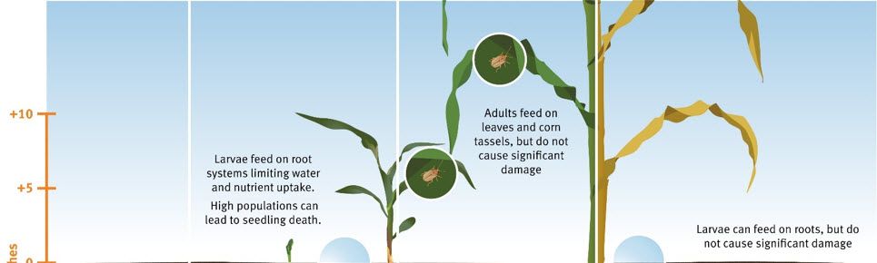 Illustration showing the life cycle of Grape Colaspis in corn.
