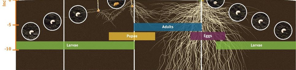 Illustration showing the life cycle of Grape Colaspis in corn.
