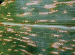 Photo showing corn leaf with gray leaf spot.