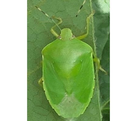 Photo showing adult green stink bug.