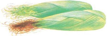 corn ear with green silks