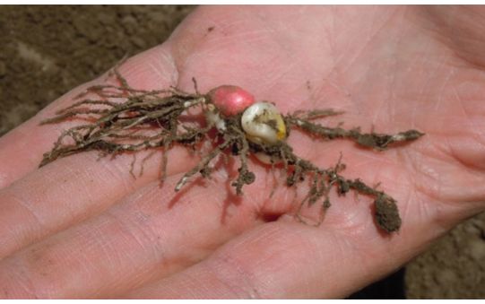 Photo showing corn seedling injury caused by temperature fluctuations.