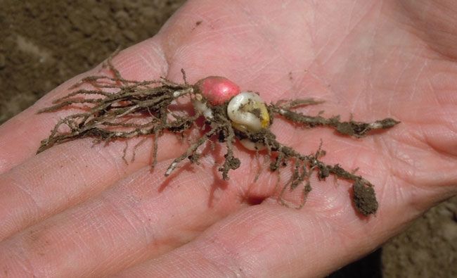 Photo showing corn seedling injury caused by temperature fluctuations.
