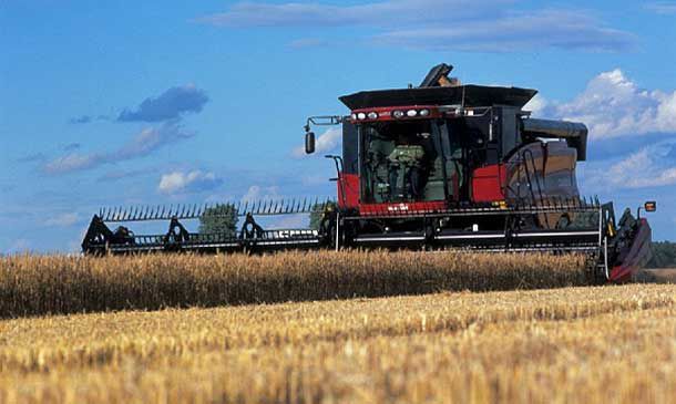 Photo of combine harvesting wheat.