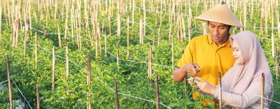 Farmer in field planting crop