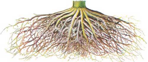 healthy corn root system