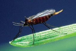 This is a closeup photo of a Hessian fly.