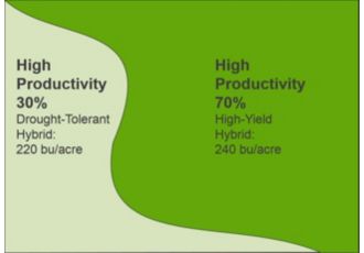 Variable hybrid placement does not match field conditions. Placement of the drought-tolerant hybrid in a zone that ends up being highly productive, yield results.