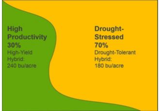 Primarily drought-stressed field with variable hybrid placement. Placing a high yield potential hybrid in the high-productivity zone, yield results.