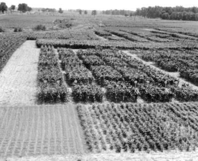 History of breeding field plot