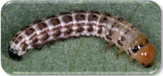 Hop vine borer larva