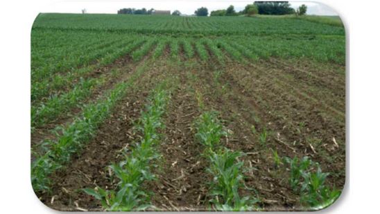 Stand loss caused by hop vine borer.