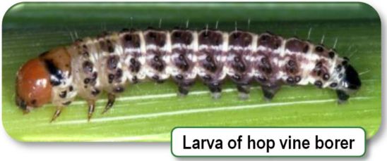 hop vine borer larva