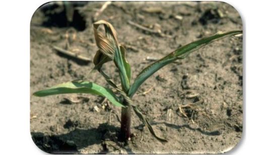 Corn plant with 'dead heart' killed by hop vine borer.