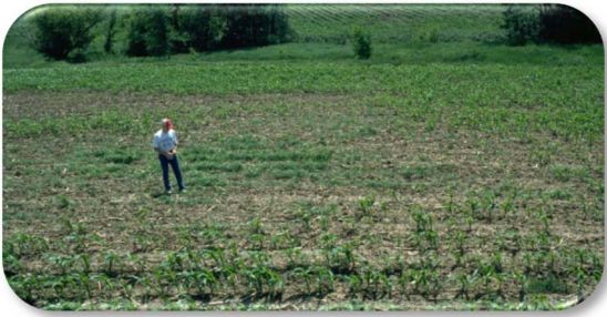 Corn stand loss in northeast Iowa due to hop vine borer.