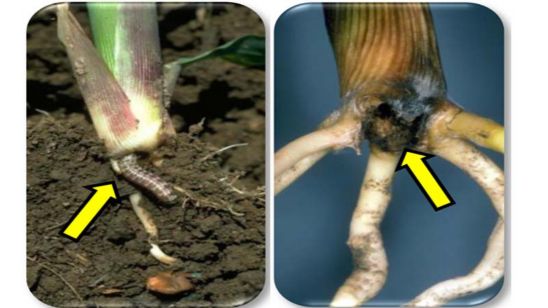 Hop vine borer larvae tunneling at bottom of corn stalk (left photo). Hop vine borer injury below-ground portions on stalk (right photo).