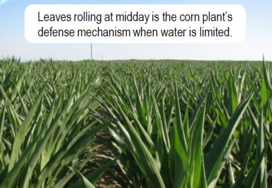 Leaves rolling at midday in corn field