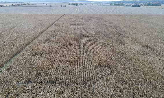 This is a photo of a Pioneer hybrid advancement trial showing differences in stalk lodging among hybrids.