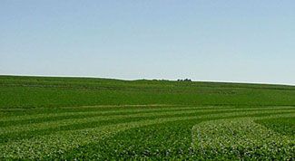 Do corn hybrids require different rates of nitrogen fertilizer?