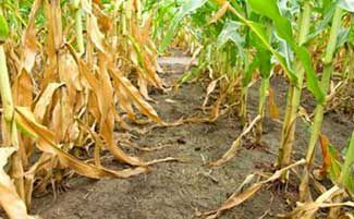 Transgenic event in early August compared to non-transgenic control in corn field.