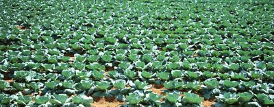 キスジノミハムシ