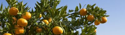 かんきつ　バナー