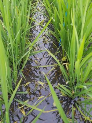 2020年7月3日　散布後