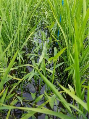 2020年6月27日　散布前