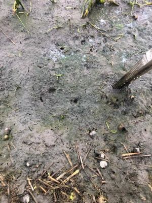 2020年7月8日　散布後