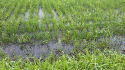 散布前　2020年6月26日