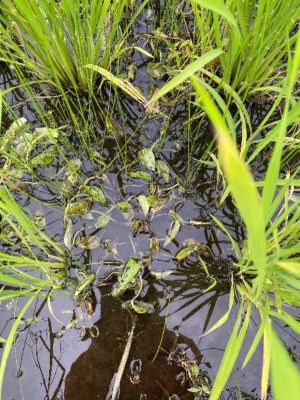 2020年7月4日　散布後