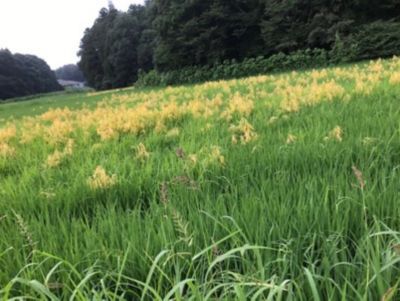 散布後の枯れたイボクサ