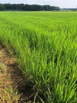 2020年8月4日　散布後