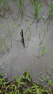 2020年7月4日　散布前