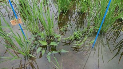 2020年7月4日　散布前