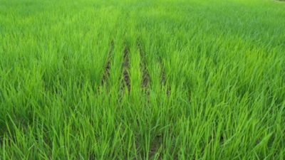 2020年6月27日　散布後