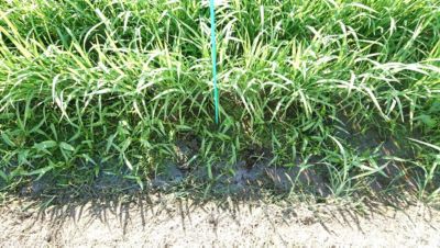 2020年7月9日　散布前