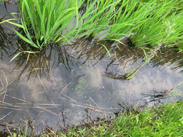 2020年7月11日　散布後