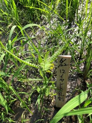 2020年6月22日　散布前