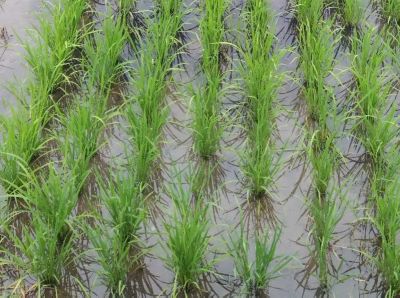 2020年7月10日　散布後